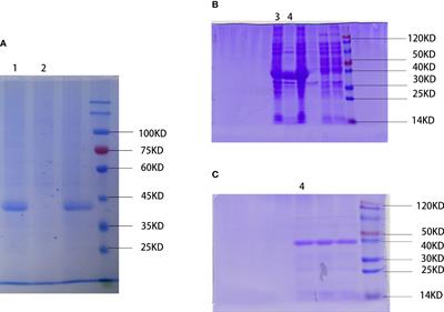 WSP from “Nostoc commune” Vauch. suppresses gastric cancer migration via EGFRVIII signaling